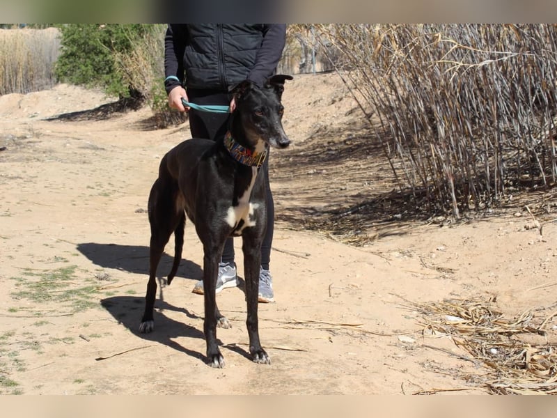 NORMA-klassische Galga: elegant, feinfühlig und voller innerer Stärke