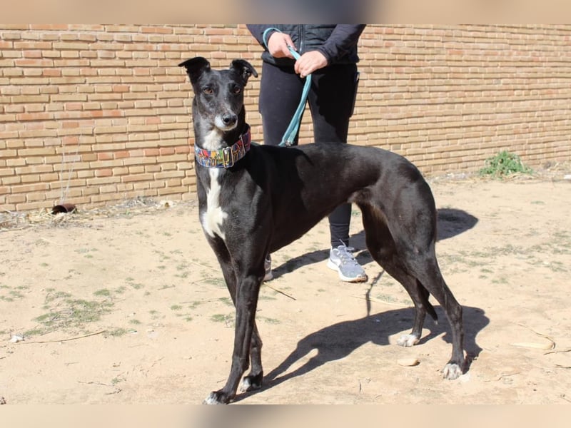 NORMA-klassische Galga: elegant, feinfühlig und voller innerer Stärke