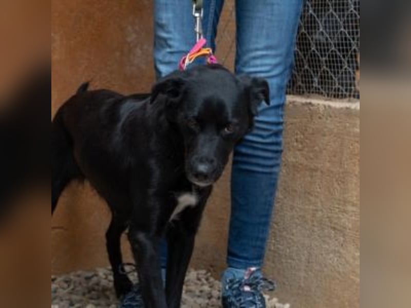 LUNA-lackschwarze Beauty ist bereit für ihre Familie!