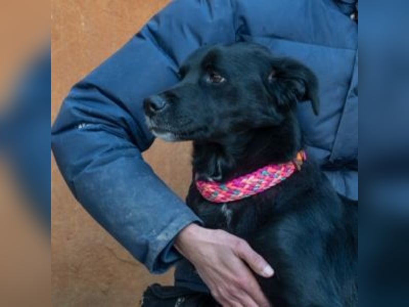 LUNA-lackschwarze Beauty ist bereit für ihre Familie!