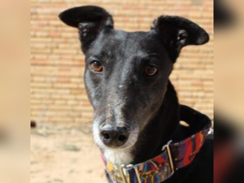 NORMA-klassische Galga: elegant, feinfühlig und voller innerer Stärke