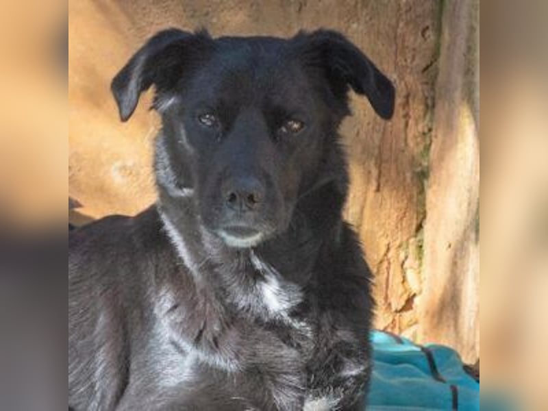 LUNA-lackschwarze Beauty ist bereit für ihre Familie!