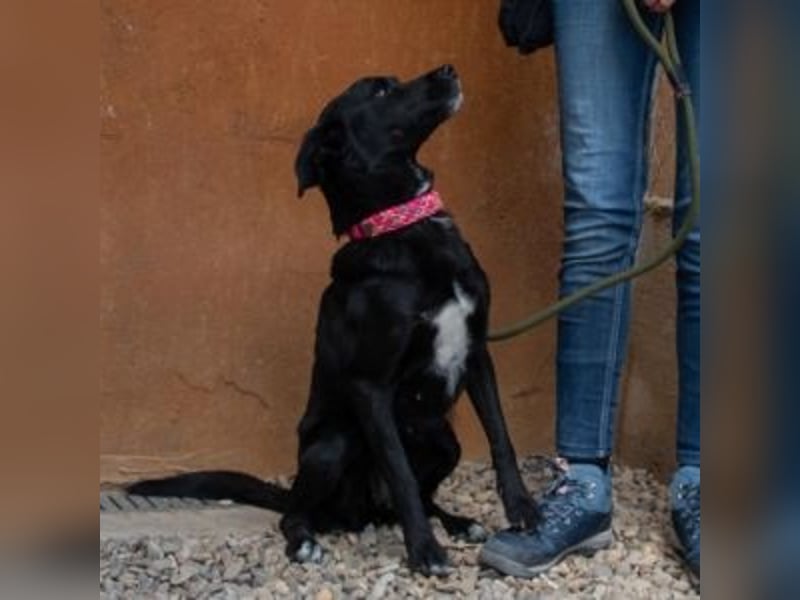 LUNA-lackschwarze Beauty ist bereit für ihre Familie!