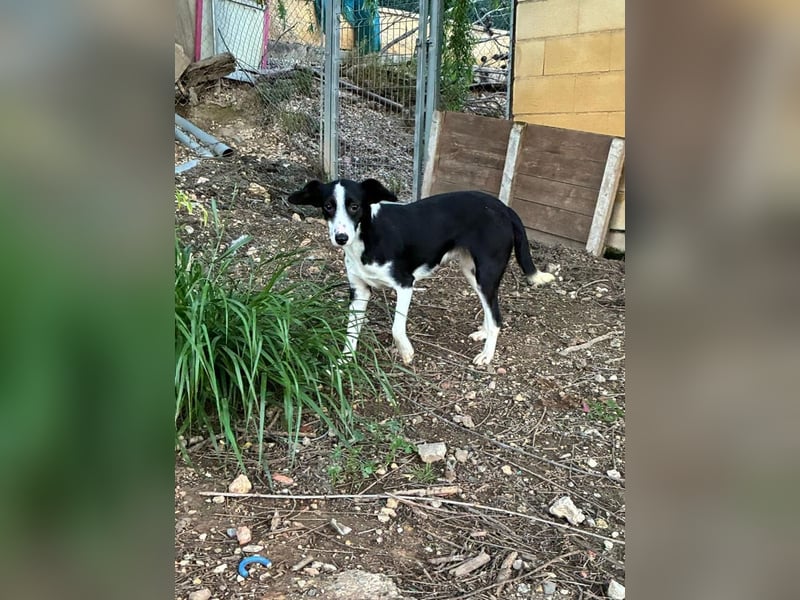 Fröhliche MINNIE lebensfroh, aufgeschlossen, verspielt freut sie sich, das Tierheim zu verlassen
