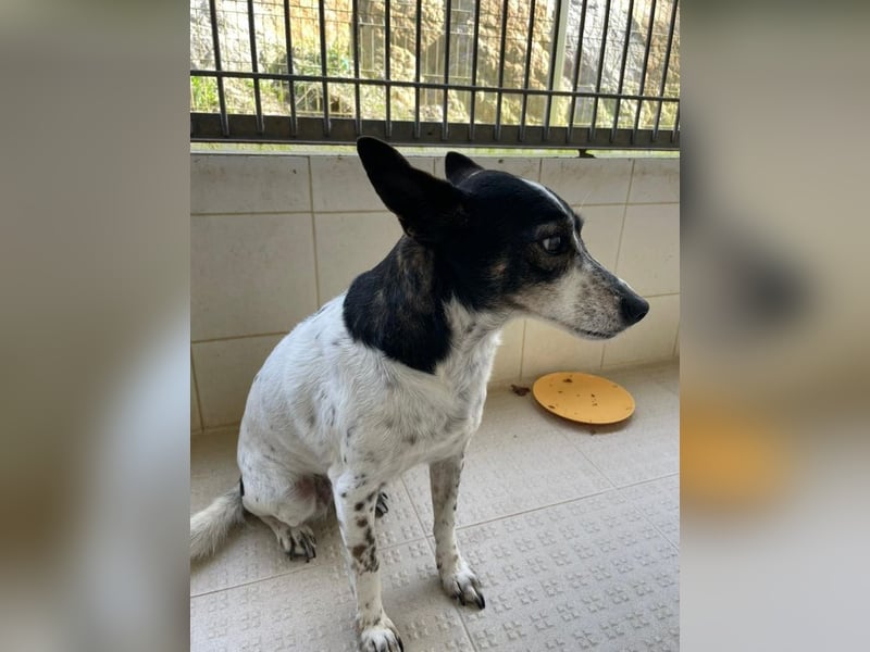 LASSIE-unkompliziert, fröhlich, mit einem Lächeln im Gesicht sucht er liebevolles "Für-immer-Zuhause