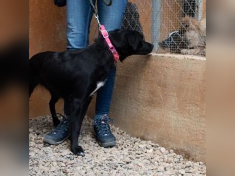 LUNA-lackschwarze Beauty ist bereit für ihre Familie!