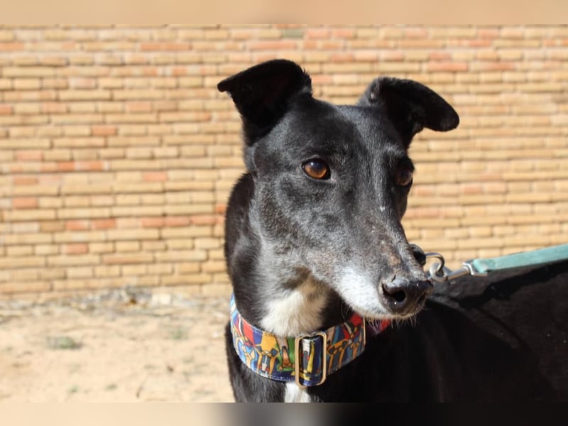 NORMA-klassische Galga: elegant, feinfühlig und voller innerer Stärke