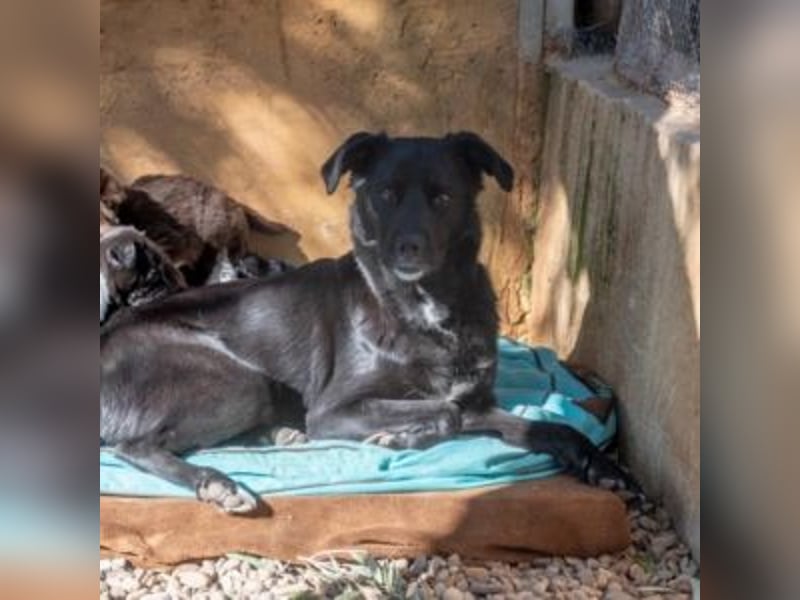 LUNA-lackschwarze Beauty ist bereit für ihre Familie!