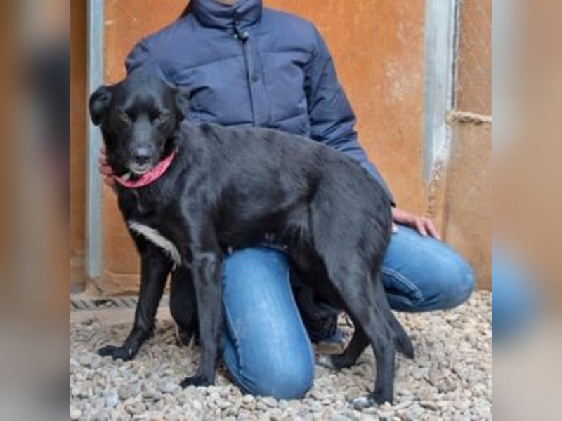LUNA-lackschwarze Beauty ist bereit für ihre Familie!