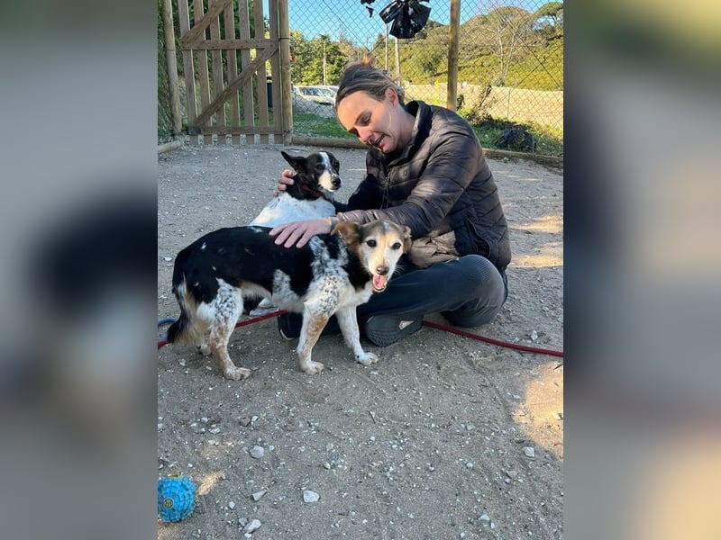 LASSIE-unkompliziert, fröhlich, mit einem Lächeln im Gesicht sucht er liebevolles "Für-immer-Zuhause