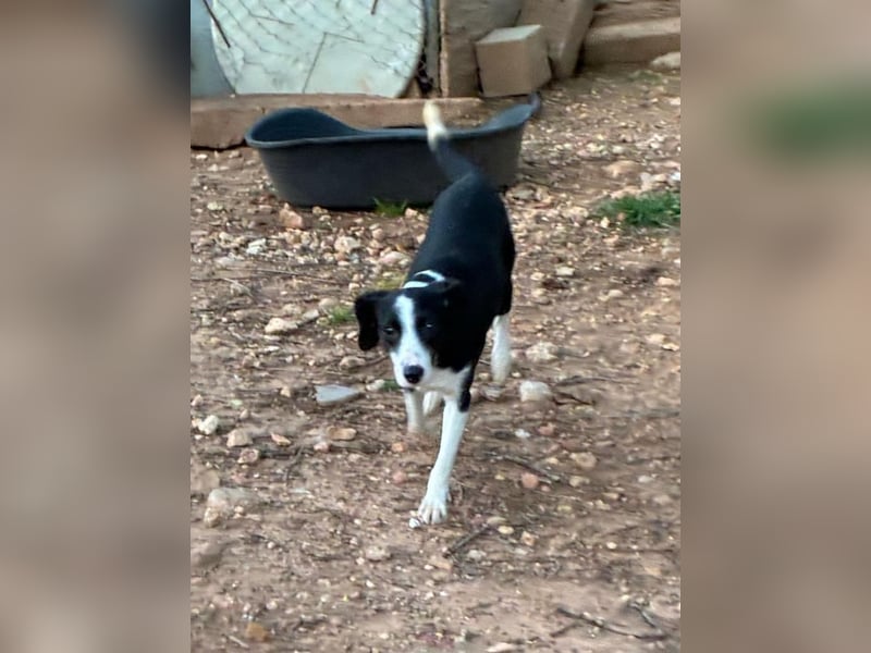 Fröhliche MINNIE lebensfroh, aufgeschlossen, verspielt freut sie sich, das Tierheim zu verlassen
