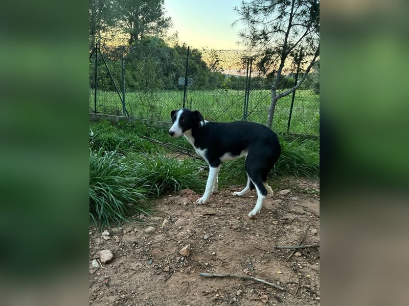 Fröhliche MINNIE lebensfroh, aufgeschlossen, verspielt freut sie sich, das Tierheim zu verlassen