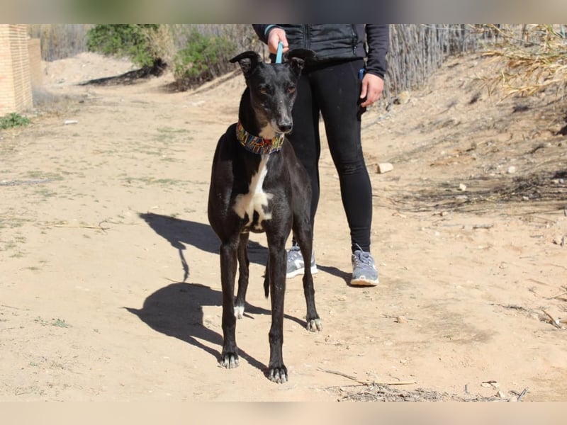 NORMA-klassische Galga: elegant, feinfühlig und voller innerer Stärke