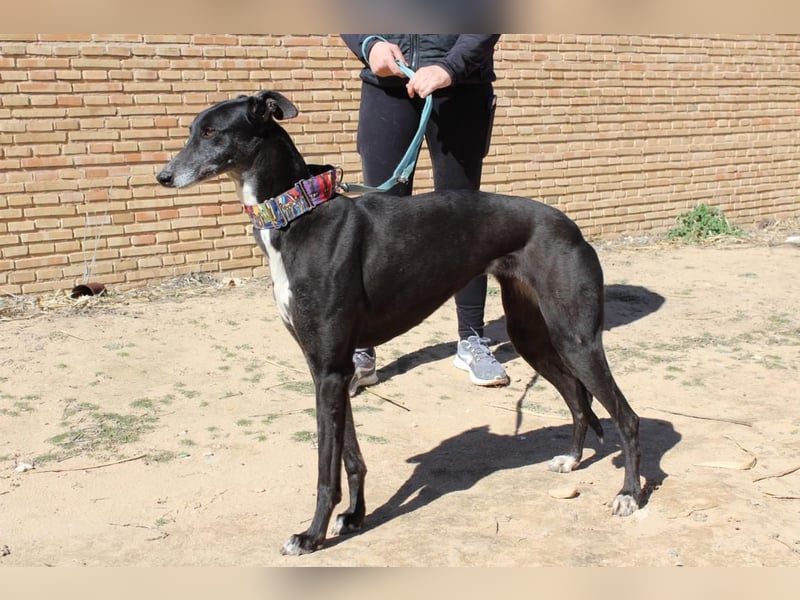 NORMA-klassische Galga: elegant, feinfühlig und voller innerer Stärke