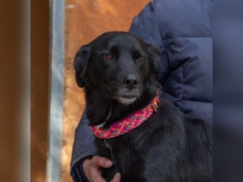 LUNA-lackschwarze Beauty ist bereit für ihre Familie!
