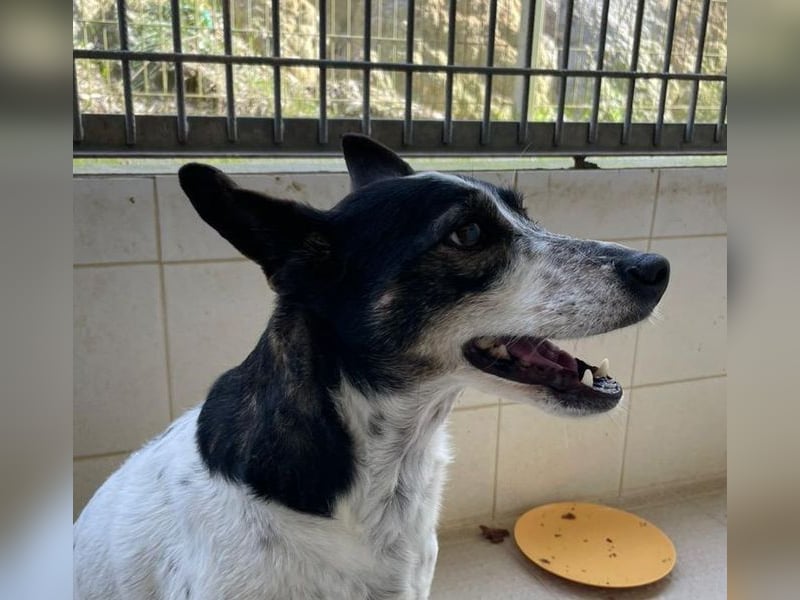 LASSIE-unkompliziert, fröhlich, mit einem Lächeln im Gesicht sucht er liebevolles "Für-immer-Zuhause