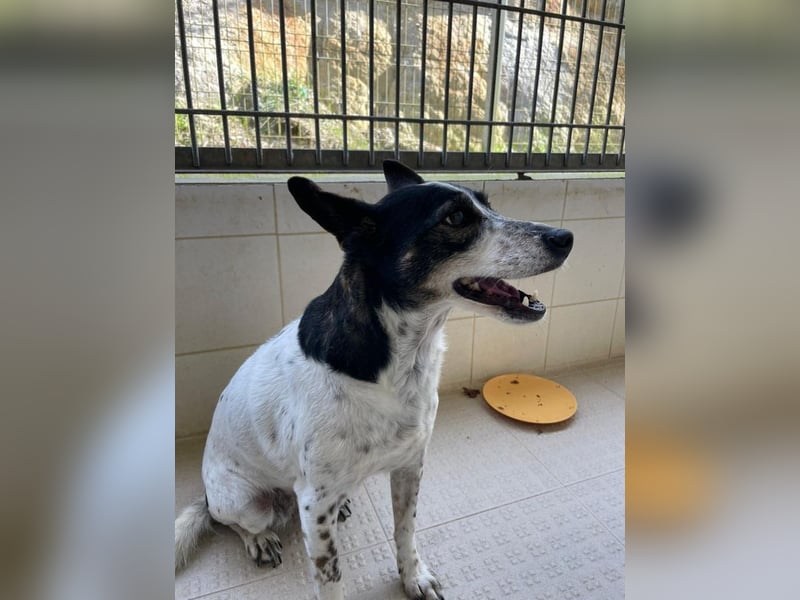 LASSIE-unkompliziert, fröhlich, mit einem Lächeln im Gesicht sucht er liebevolles "Für-immer-Zuhause