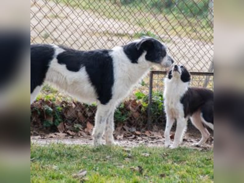 NIEBLA-Augen voller Sehnsucht-sie sitzt still inder Ecke ihres Zwingers und hofft auf eine tolle Fam
