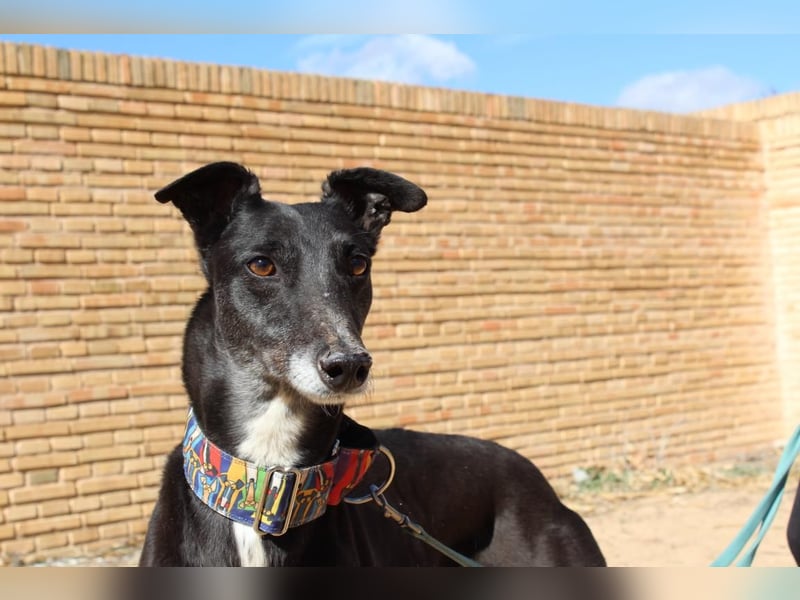 NORMA-klassische Galga: elegant, feinfühlig und voller innerer Stärke