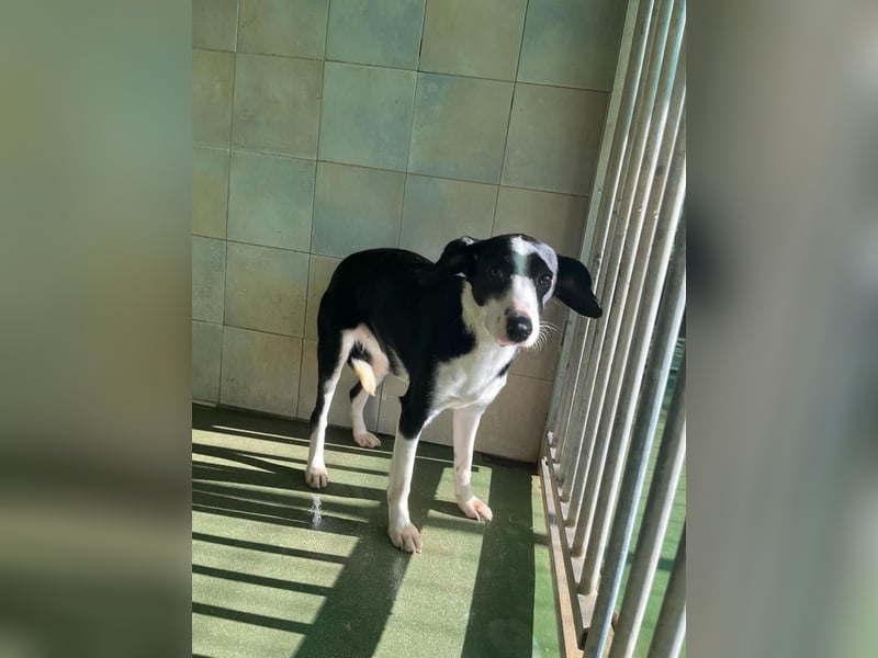 Fröhliche MINNIE lebensfroh, aufgeschlossen, verspielt freut sie sich, das Tierheim zu verlassen