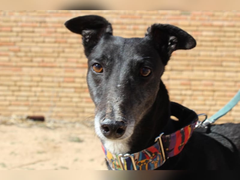 NORMA-klassische Galga: elegant, feinfühlig und voller innerer Stärke