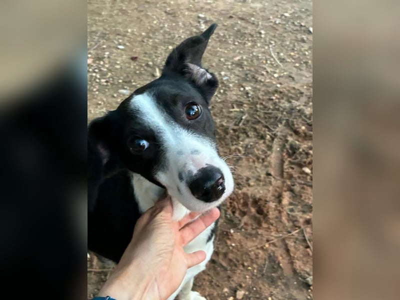 Fröhliche MINNIE lebensfroh, aufgeschlossen, verspielt freut sie sich, das Tierheim zu verlassen