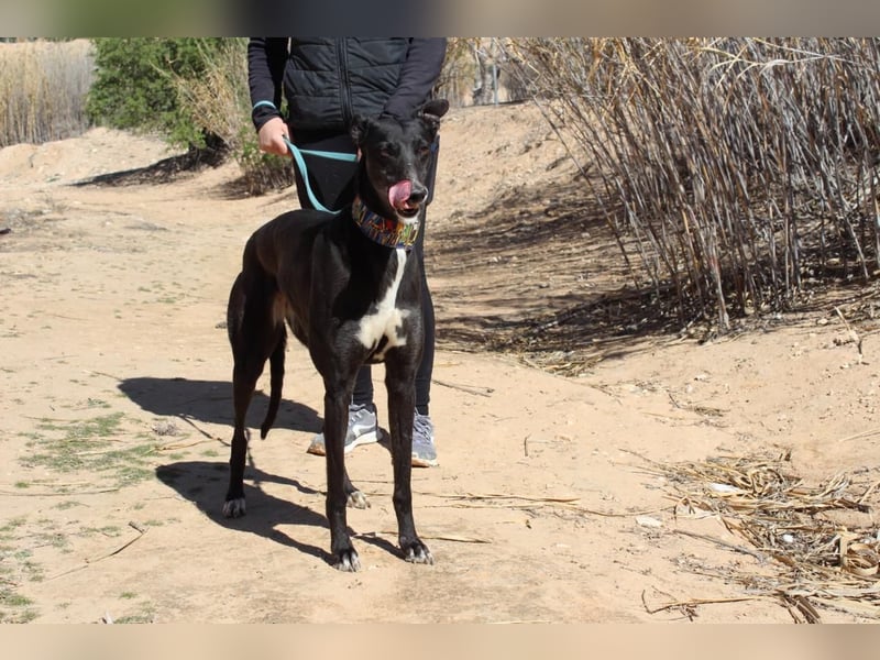 NORMA-klassische Galga: elegant, feinfühlig und voller innerer Stärke