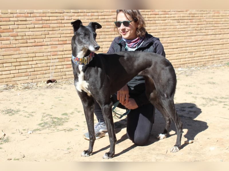 NORMA-klassische Galga: elegant, feinfühlig und voller innerer Stärke