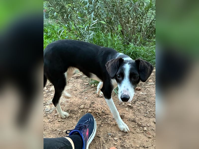 Fröhliche MINNIE lebensfroh, aufgeschlossen, verspielt freut sie sich, das Tierheim zu verlassen