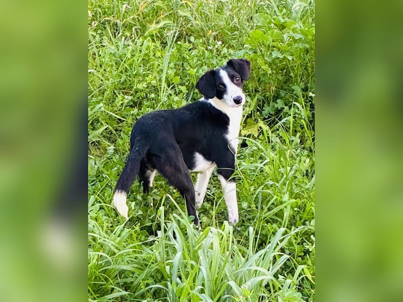 Fröhliche MINNIE lebensfroh, aufgeschlossen, verspielt freut sie sich, das Tierheim zu verlassen