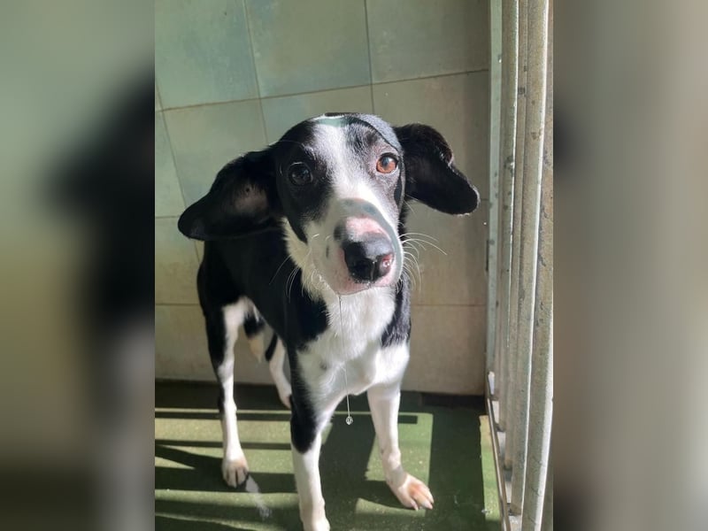Fröhliche MINNIE lebensfroh, aufgeschlossen, verspielt freut sie sich, das Tierheim zu verlassen