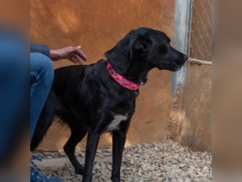 LUNA-lackschwarze Beauty ist bereit für ihre Familie!