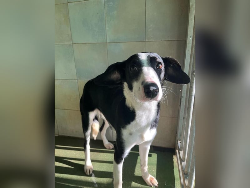 Fröhliche MINNIE lebensfroh, aufgeschlossen, verspielt freut sie sich, das Tierheim zu verlassen