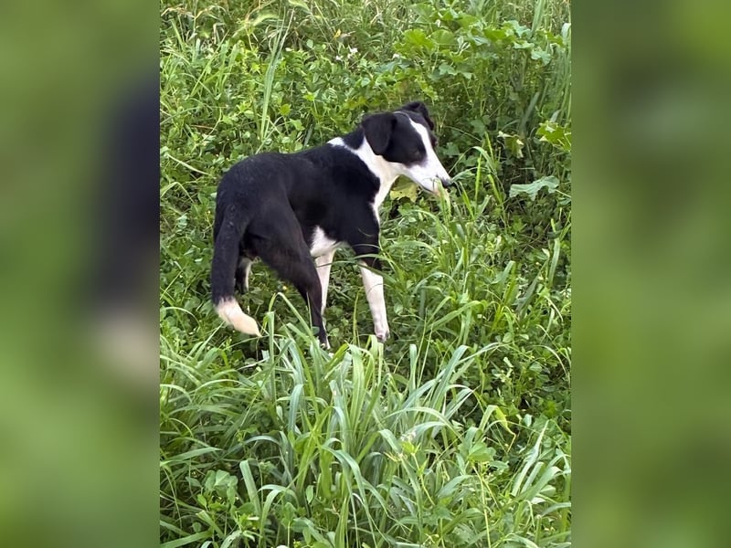 Fröhliche MINNIE lebensfroh, aufgeschlossen, verspielt freut sie sich, das Tierheim zu verlassen