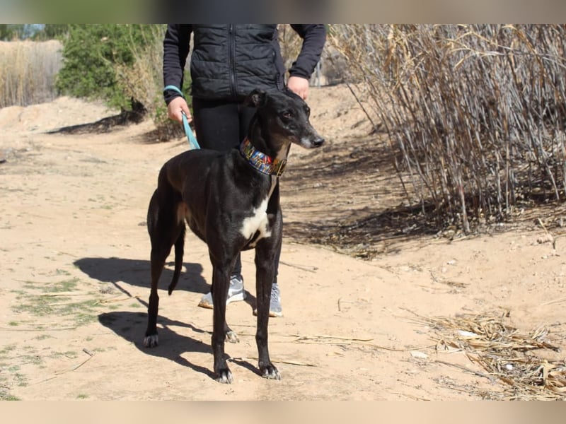NORMA-klassische Galga: elegant, feinfühlig und voller innerer Stärke
