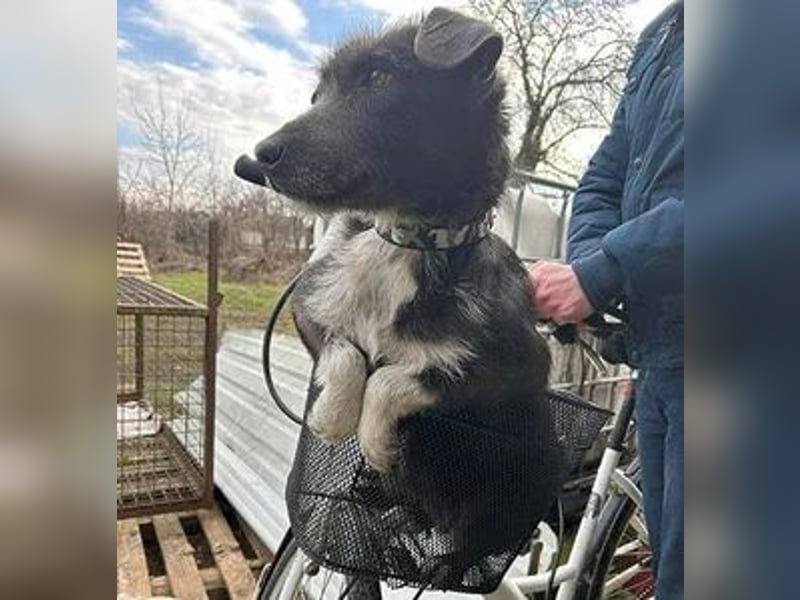 Sisu, Mischling, Hündin, 2 Jahre, 40 cm, 9 kg