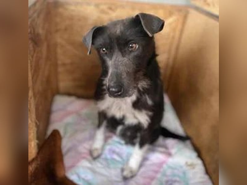 Sisu, Mischling, Hündin, 2 Jahre, 40 cm, 9 kg