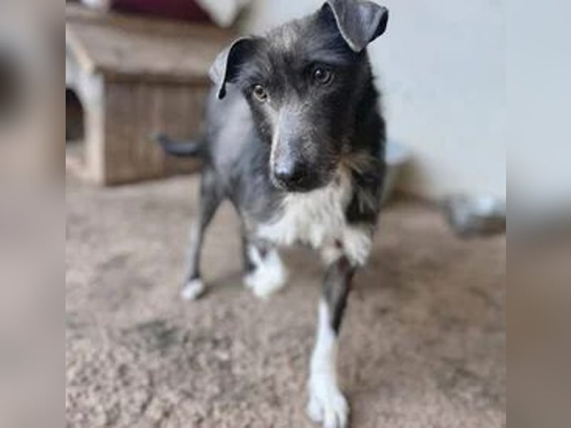 Sisu, Mischling, Hündin, 2 Jahre, 40 cm, 9 kg