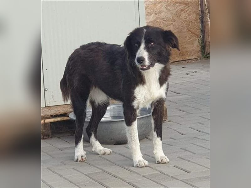 Laya, Mix, Hündin, geb. 08.2018, ca. 45 - 50 cm