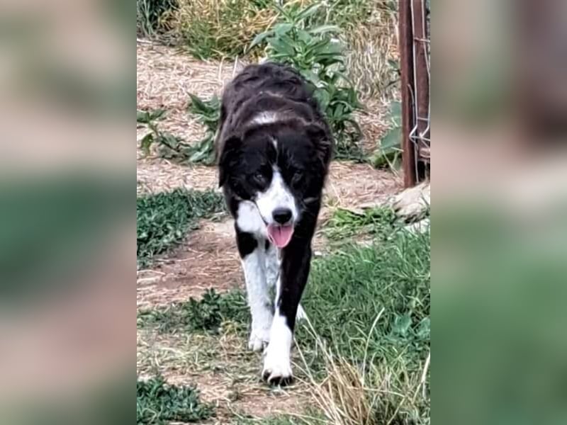 Laya, Mix, Hündin, geb. 08.2018, ca. 45 - 50 cm