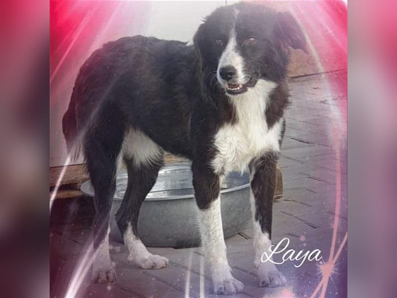 Laya, Mix, Hündin, geb. 08.2018, ca. 45 - 50 cm