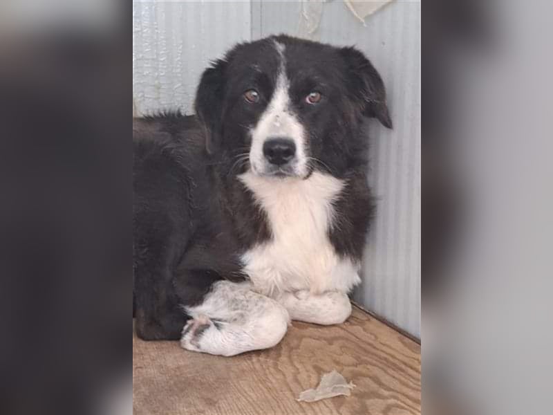 Laya, Mix, Hündin, geb. 08.2018, ca. 45 - 50 cm