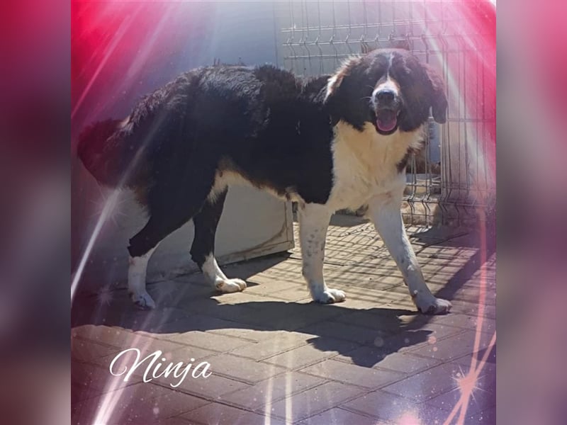 Ninja, Mix, Hündin, geb. ca. 08.2019, ca. 52 cm