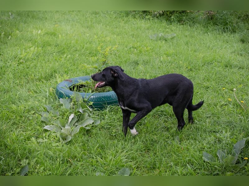 ANGIE – Ein Rohdiamant auf vier Pfoten wartet auf ihren Platz im Leben