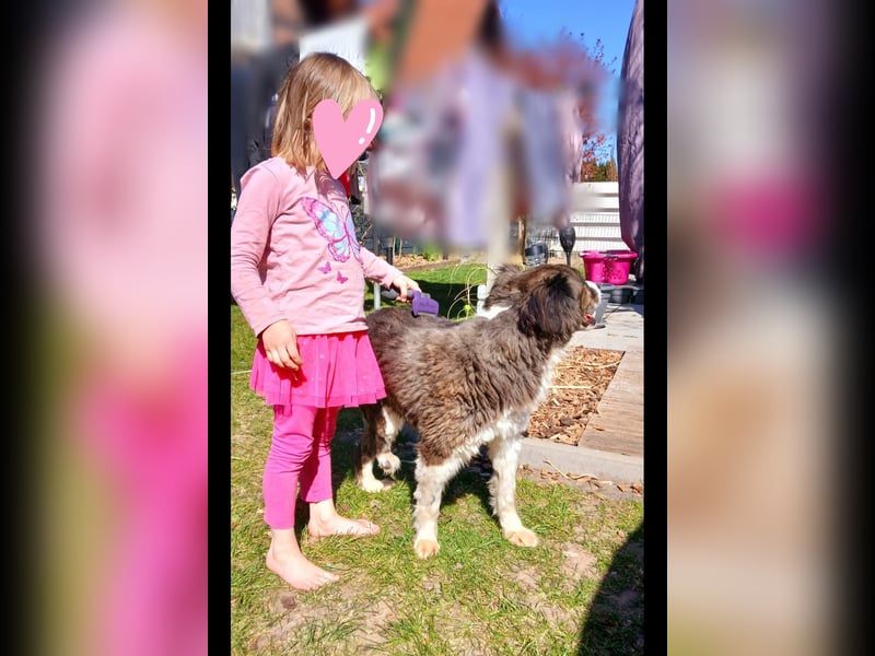Ava- Super liebe Familienhündin (mit Video)