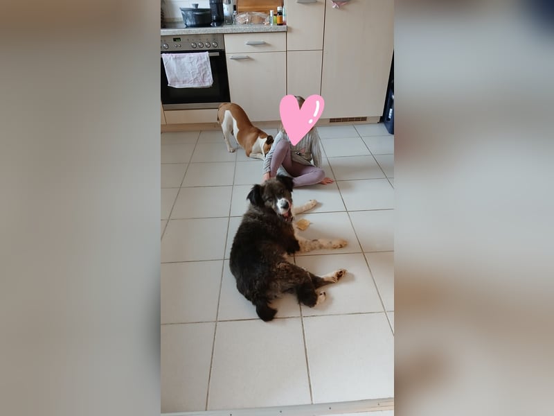Ava- Super liebe Familienhündin (mit Video)