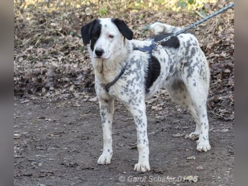 Pepita ist sehr verspielt und liebt es gestreichelt zu werden