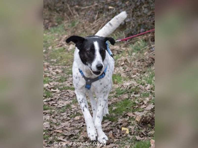 Diana ist eine entspannte Hundedame