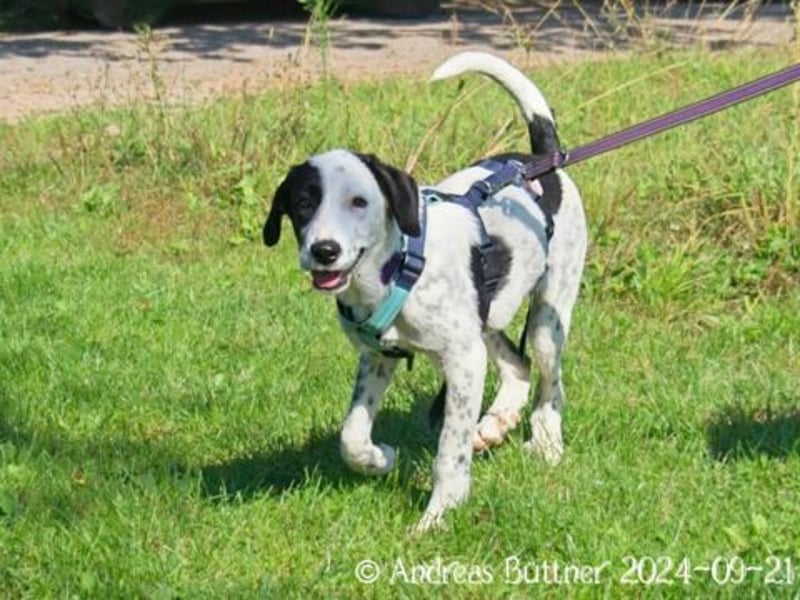 Pepita ist sehr verspielt und liebt es gestreichelt zu werden