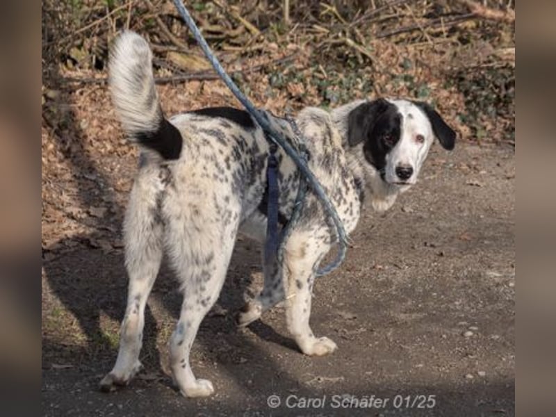 Pepita ist sehr verspielt und liebt es gestreichelt zu werden